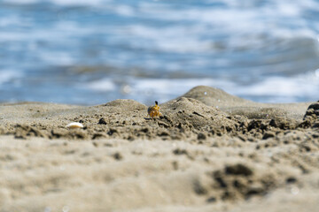 crab on the sand