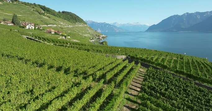 aerial view of the terraced vineyards in switzerland