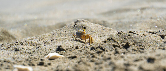 crab on the beach