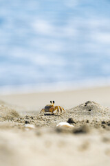 crab on the sand