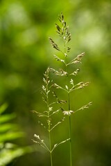 Closeup of growing seeding grass isolated in green nature background