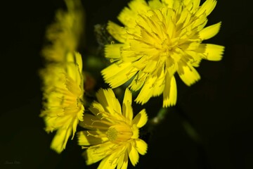Closeup shot of common dandelions on the black background