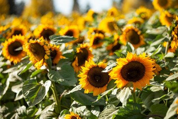 Closeup shot of common sunflowers growing in the field