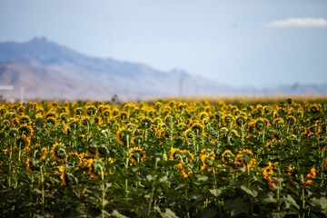 Closeup shot of common sunflowers growing in the field