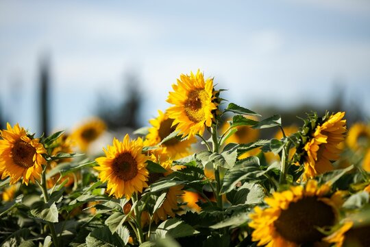 Closeup Shot Of Common Sunflowers Growing In The Field