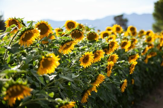 Closeup Shot Of Common Sunflowers Growing In The Field