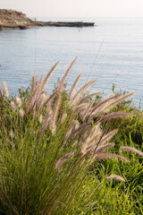 Grass on Headland with Sea at El Campello; Alicante; Spain