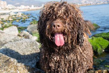 Spanish Water Dog on El Campello Beach, Alicante; Spain - 592233508