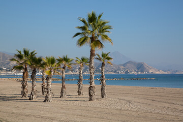 Palm Trees, El Campello Beach, Alicante; Spain - 592233524