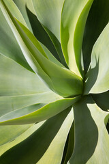 Plant Detail with Green Leaves - 592233539