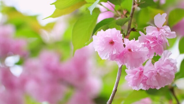Cherry blossom, branches with flowers sway in the wind. Pink flowers of the sakura tree. Spring landscape with flowering trees. Beautiful nature on a sunny day.