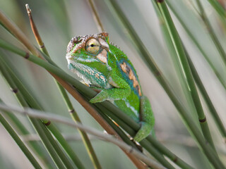 Endemic Cape dwarf chameleon sitting in a Cape thatching reed