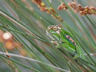 Endemic Cape dwarf chameleon sitting in a Cape thatching reed