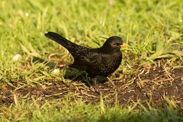 Fototapeta premium Closeup of a blackbird on grass