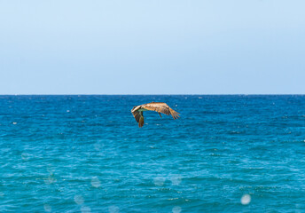 pelican fly over the ocean