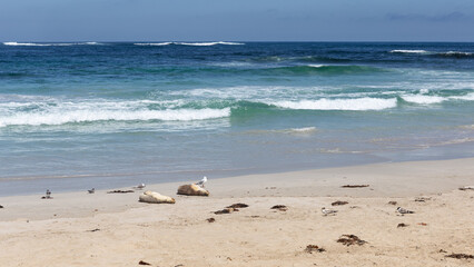 Seelöwen am Strand des Seal Bay Conservation Parks auf Kangaroo Island