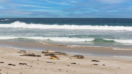 Seelöwen am Strand des Seal Bay Conservation Parks auf Kangaroo Island