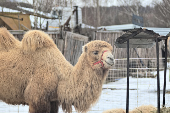 Camels grazing on hay at a snowy farm