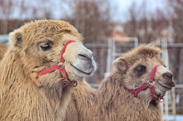 Portrait of a pair of camels together. Close-up