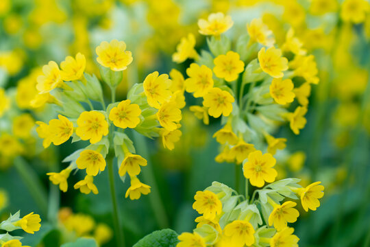 close-up of inflorescence of yellow flowers Primula macrocalyx is a perennial herbaceous plant, a species of the genus Primrose Primula of the family Primulaceae Primulacea