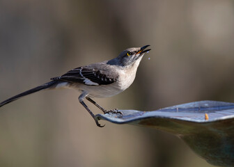 mockingbird drinking