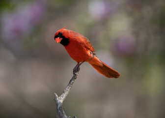 red cardinal
