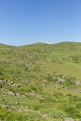 Fototapeta na wymiar Vertical low-angle shot of an Aragats mountain covered with grass in spring, Armenia
