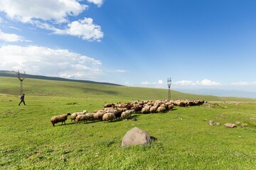 Flock of sheep in the meadow in Armenia with the Mount Aragats in the background