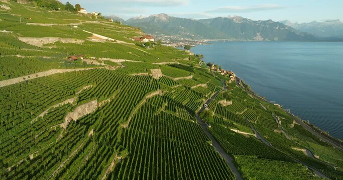aerial view of the terraced vineyards in switzerland