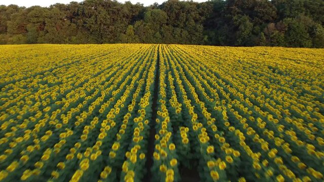 Aerial drone footage of a sunflower field with beautiful flowers in a rural area