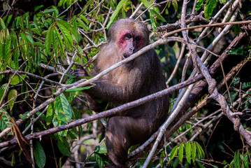 Stump-tailed macaque, (Macaca arctoides) in Thailand