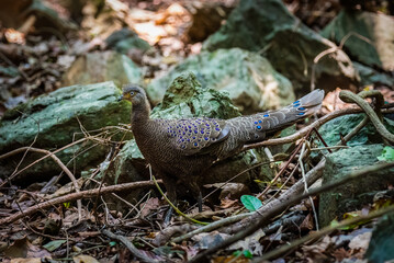 Bird, Grey Peacock-Pheasant ( Polyplectron bicalcaratum ), Birds on ground
