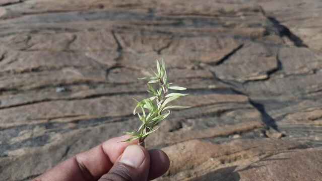 White Cynodon dactylon grass. Its  other names Bermuda,&nbsp;Dhoob,&nbsp;durva,&nbsp;ethana ,&nbsp;dubo,&nbsp;dog's tooth ,Bahama ,&nbsp;devil's grass,&nbsp;couch grass,&nbsp;Indian&nbsp;doab,&nbsp;arugampul,&nbsp;grama,&nbsp;wiregrass&nbsp;and&nbsp;scutch grass.
