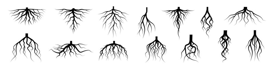 Tree root icon set. Tree root silhouette set.