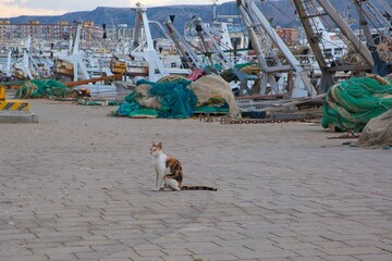 Cat sitting on ground in background of parked boats in Manfredonia