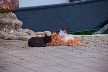 View of cat lying in ground in background of boat