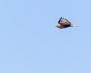 Graceful long-legged buzzard flying in the bright blue sky