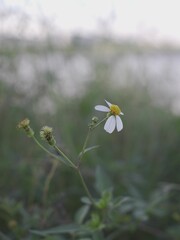 Vertical closeup shot of a blooming tiny daisy on a field
