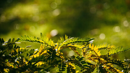
ACACIA LEAVES - Sunny autumn in the branches of trees