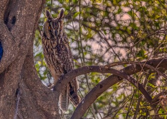 Long eared Owl resting on the branch of a tree in the wilderness