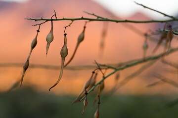 Lovely tree with palo verde bean pods growing on its green branches at sunset in the countryside