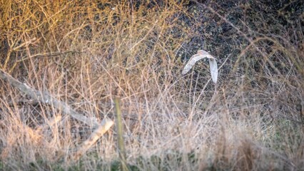 Obraz premium Autumn landscape with an owl flying over the trees.