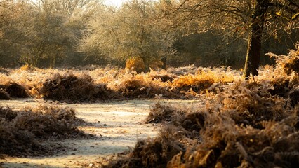 Beautiful autumn landscape of the forest.