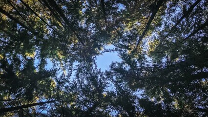 Obraz premium Low angle of tall trees in the forest in sunlight.