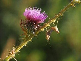 Closeup of plumeless thistle with a burying mantis on the spiny stem.