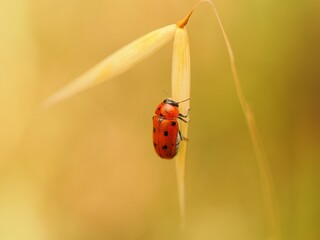 Closeup of a red leaf beetle against the yellow background. Lachnaia tristigma.