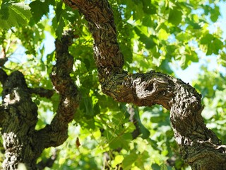 Fototapeta premium Closeup of a tree branch with curly bark against the background of green foliage.