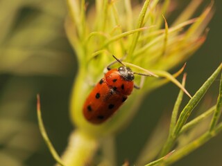 Closeup of a red leaf beetle on a plant. Lachnaia tristigma.