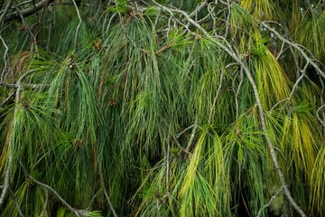 Closeup of Lumholtz's pine or pino triste (Pinus lumholtzii) leaves
