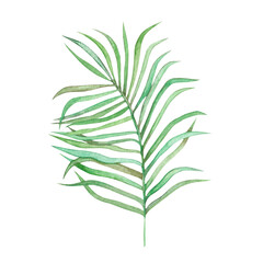Tropical plant watercolor leaf. Hand drawn. Isolated on white background.